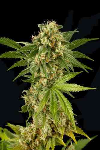 Kush-N-Cheese > Dinafem Seeds | Feminisierte Hanfsamen  |  Hybrid